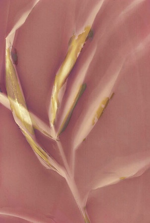 Lumen Print