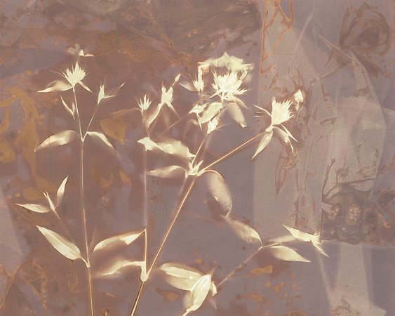 Lumen Print