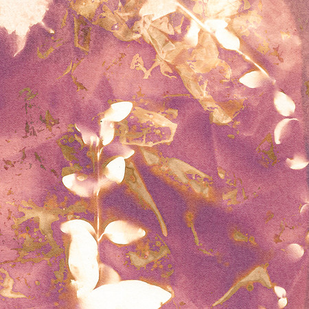 Lumen Print