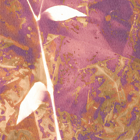 Lumen Print
