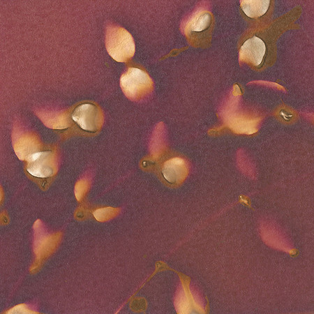 Lumen Print