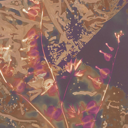 Lumen Print