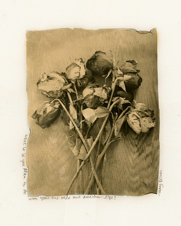 Birthday Roses