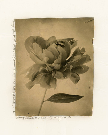 Peony
