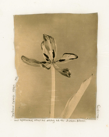 Tulip