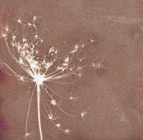 Lumen Print