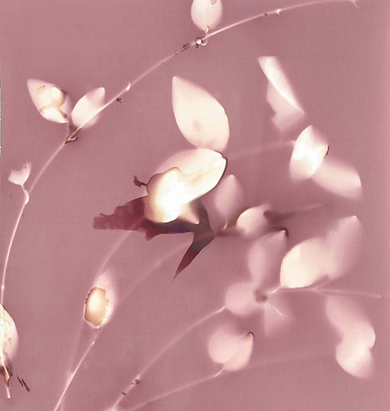 Lumen Print